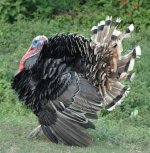 turkey.jpg
