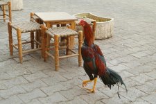 rooster-cafr-turkey-mardin-4.jpg